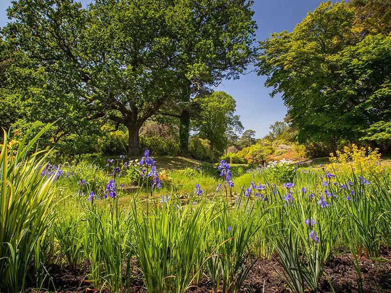 Iris-Garden