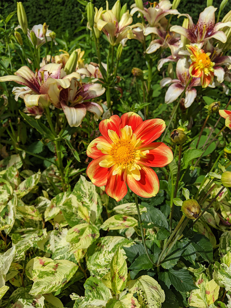 Dahlia Pooh | Summer gardens | Exbury Gardens | New Forest, Hampshire