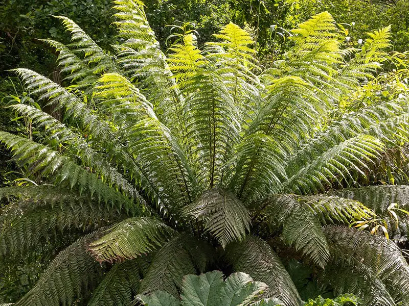 Tree-Ferns
