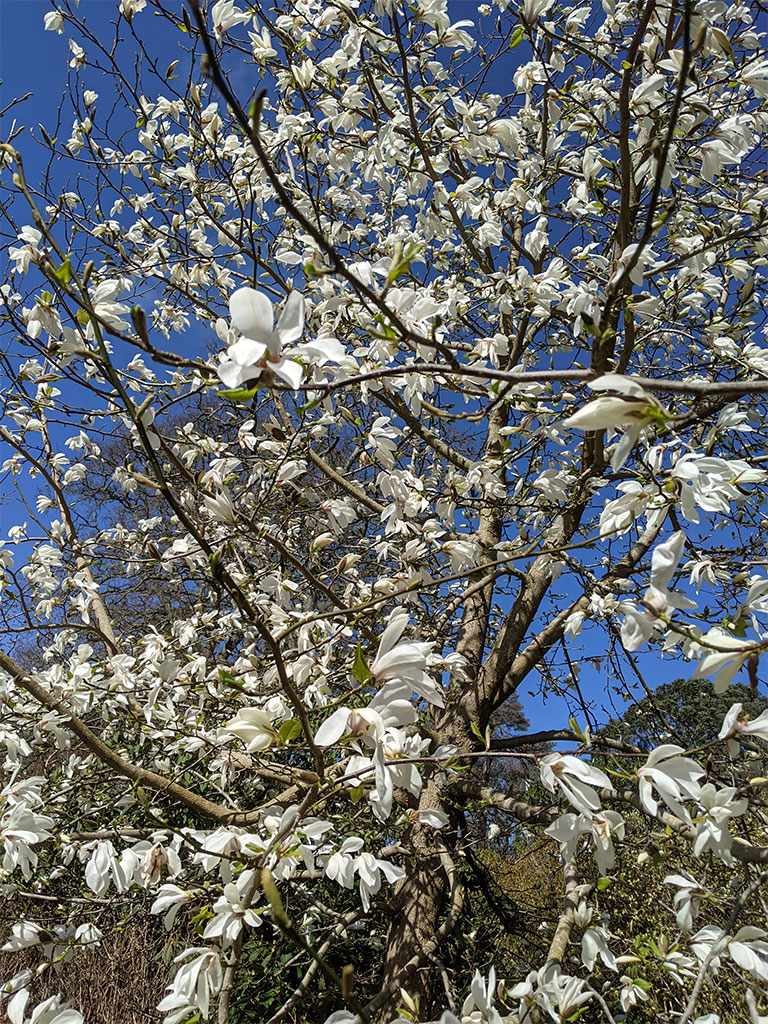 White magnolia | Magnolia Garden | Exbury Gardens | New Forest, Hampshire