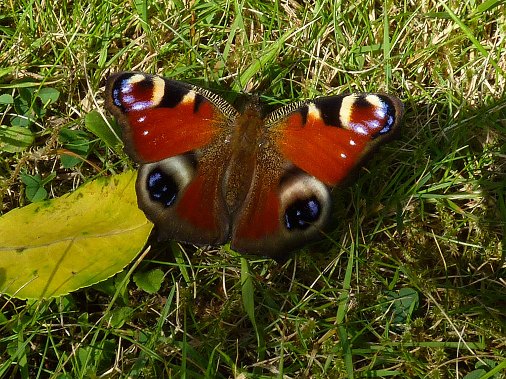 Peacock butterfly | Exbury Gardens | New Forest, Hampshire