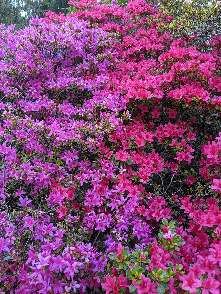 Pink and purple azaleas on principal path | Azalea Garden | Exbury Gardens | New Forest, Hampshire