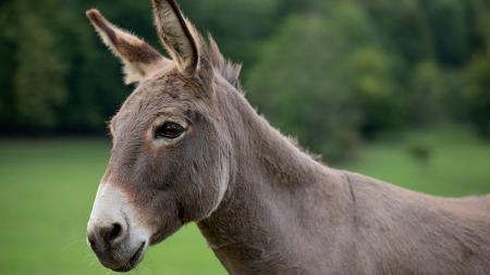 Donkey Day | Family events | Exbury Gardens | New Forest, Hampshire