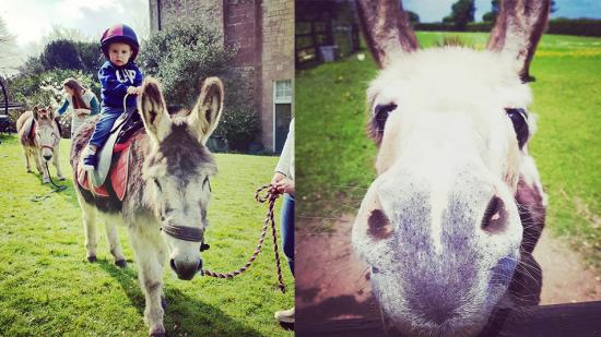 Donkey rides; Family events ; Exbury Gardens; New Forest, Hampshire