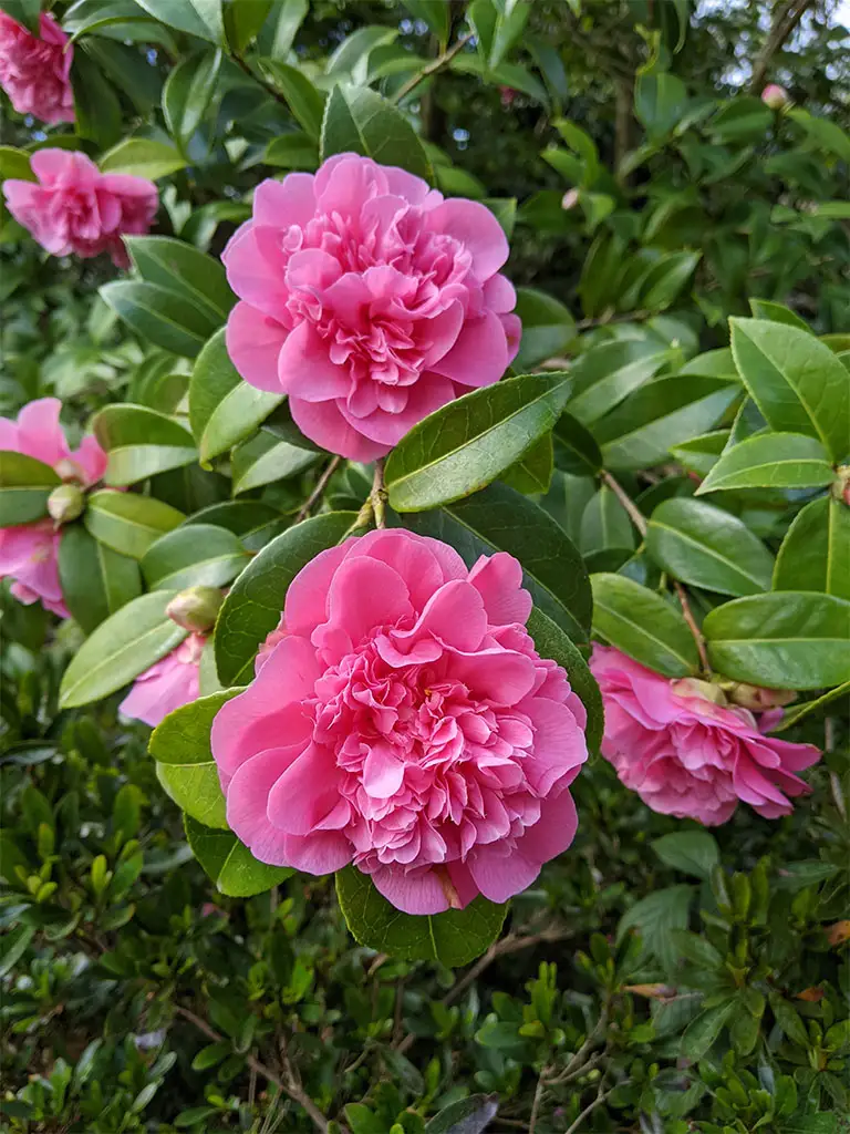 Camellia Japonica x williamsii 'Elegant Beauty' 1 | Camellia Garden | Exbury Gardens | New Forest, Hampshire