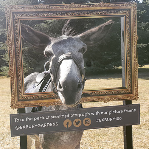 Donkey in frame | Family events | Exbury Gardens | New Forest, Hampshire