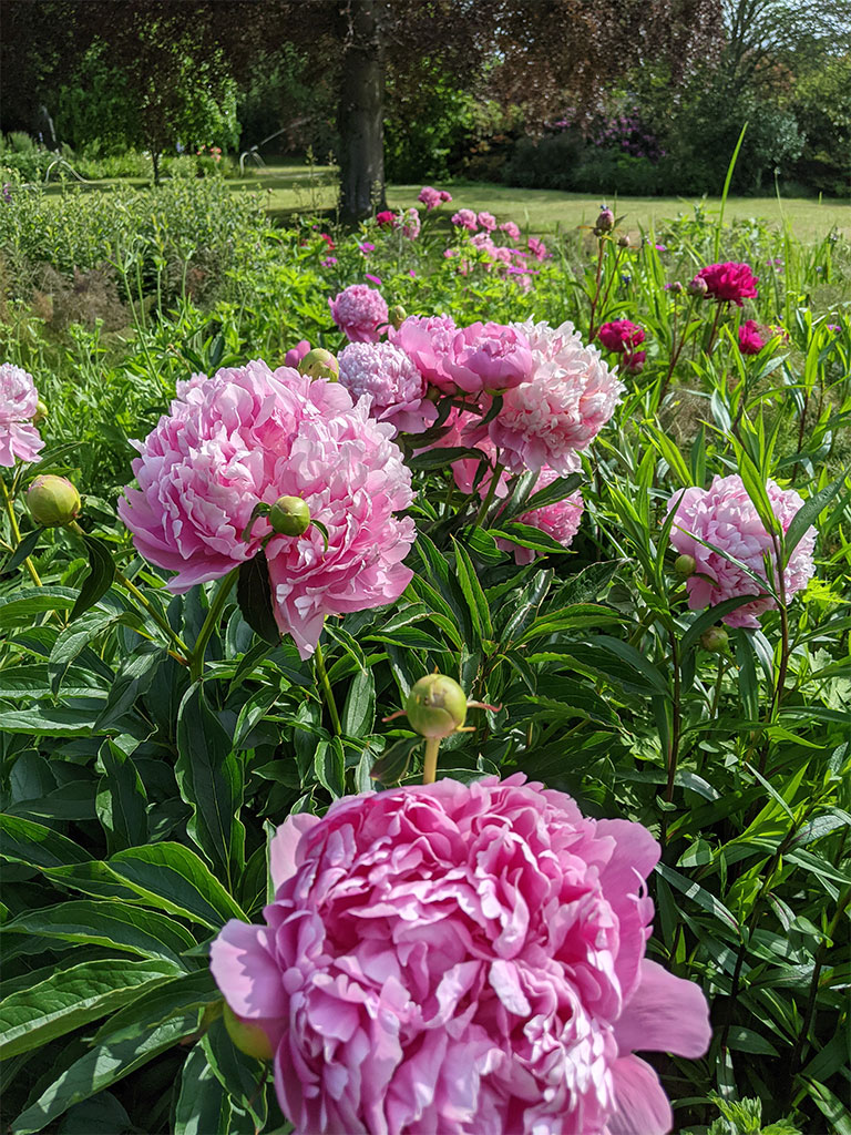 Herbaceous Garden pink peonies | Summer gardens | Exbury Gardens | New Forest, Hampshire