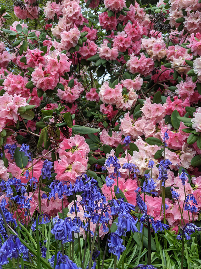 Rhododendron and bluebells | Rhododendron Garden | Exbury Gardens | New Forest, Hampshire