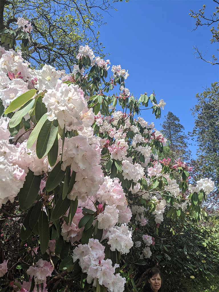 Pink rhododendron from below | Rhododendron Garden | Exbury Gardens | New Forest, Hampshire