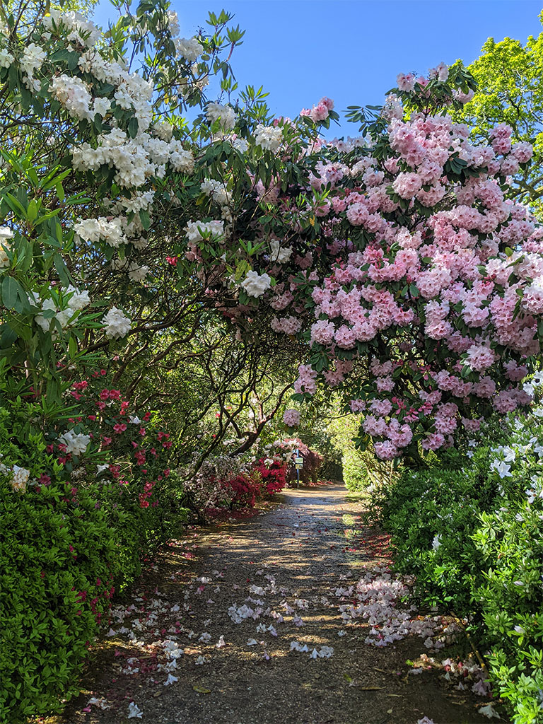 Rhododendron arch | Rhododendron Garden | Exbury Gardens | New Forest, Hampshire