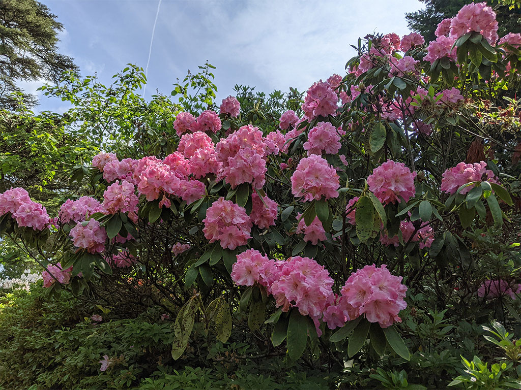 Rhododendron late-flowering | Rhododendron Garden | Exbury Gardens | New Forest, Hampshire