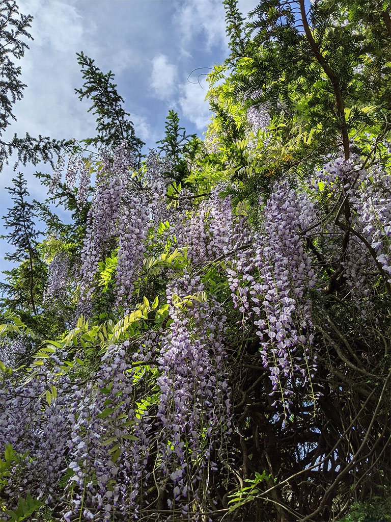 Wisteria in yew tree | Exbury Gardens | wisteria garden | New Forest, Hampshire